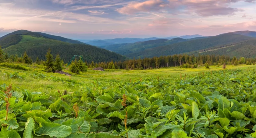 Beskidzkie hale to doskonałe miejsca do wypoczynku na łonie przyrody. Zdjęcie www.slaskie.travel Jakub Krawczyk