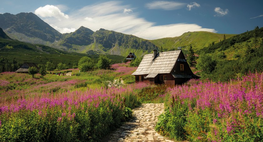Wierzbówka na Hali Gąsienicowej. Zdjęcie Agnieszka Tracz