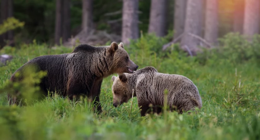 Niedźwiedzie w Tatrach. Zdjęcie Adobe Stock