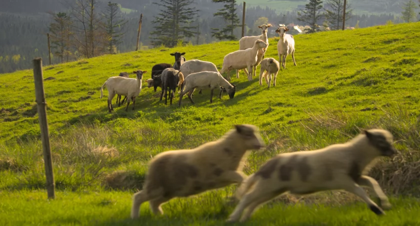 Owce na przysiółku Istebnej, Pieraszonce. Zdjęcie Kuba Polanowski