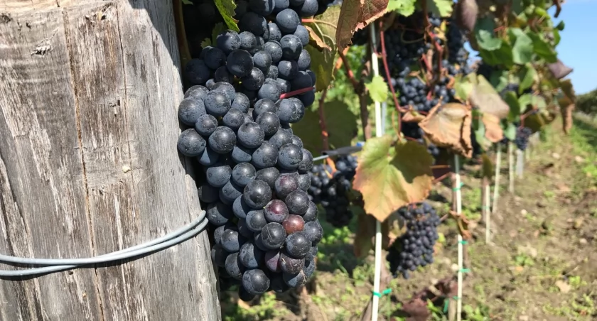 Zdjęcie Winnica Saganum