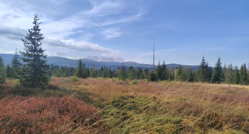 Torfowiska w Bieszczadach. Zdjęcie Elżbieta Słoboda