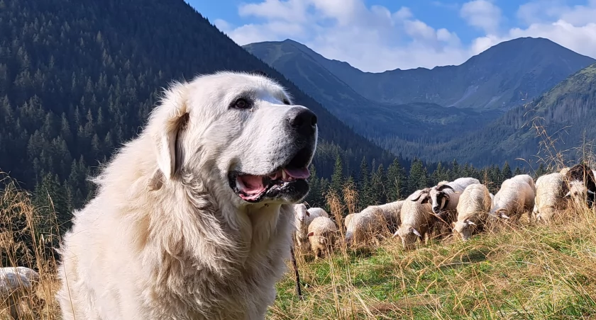Zdjęcie z archiwum Józefa Michałka