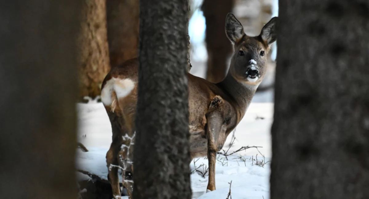 Sarna w Tatrach. Fot. Jan Krzeptowski-Sabała
