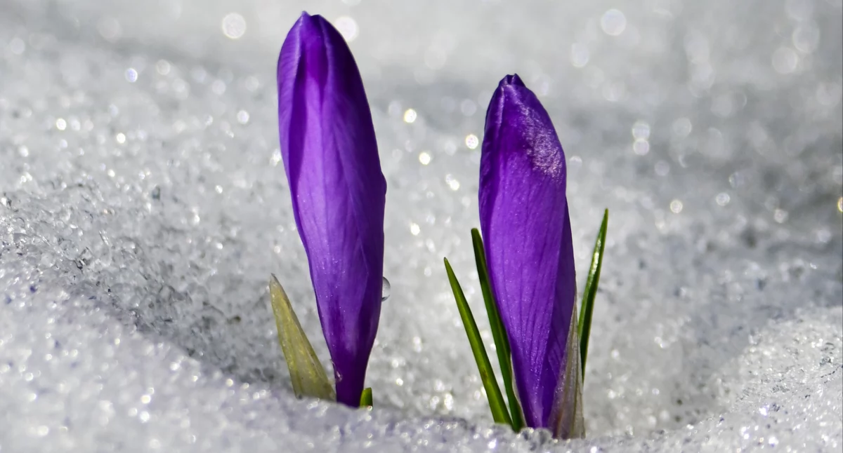 Szafran Spiski Fot. Jan Krzeptowski-Sabała