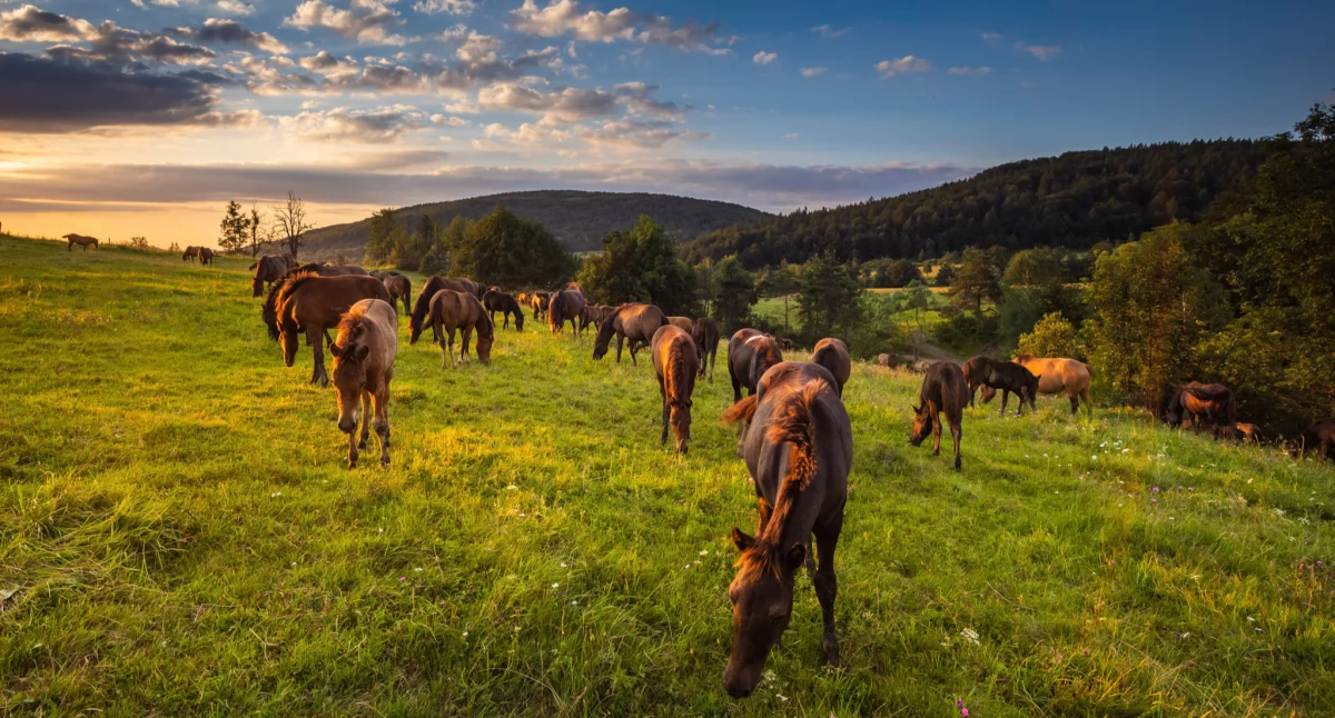 Konie Huculskie Fot. Paweł Uchorczak