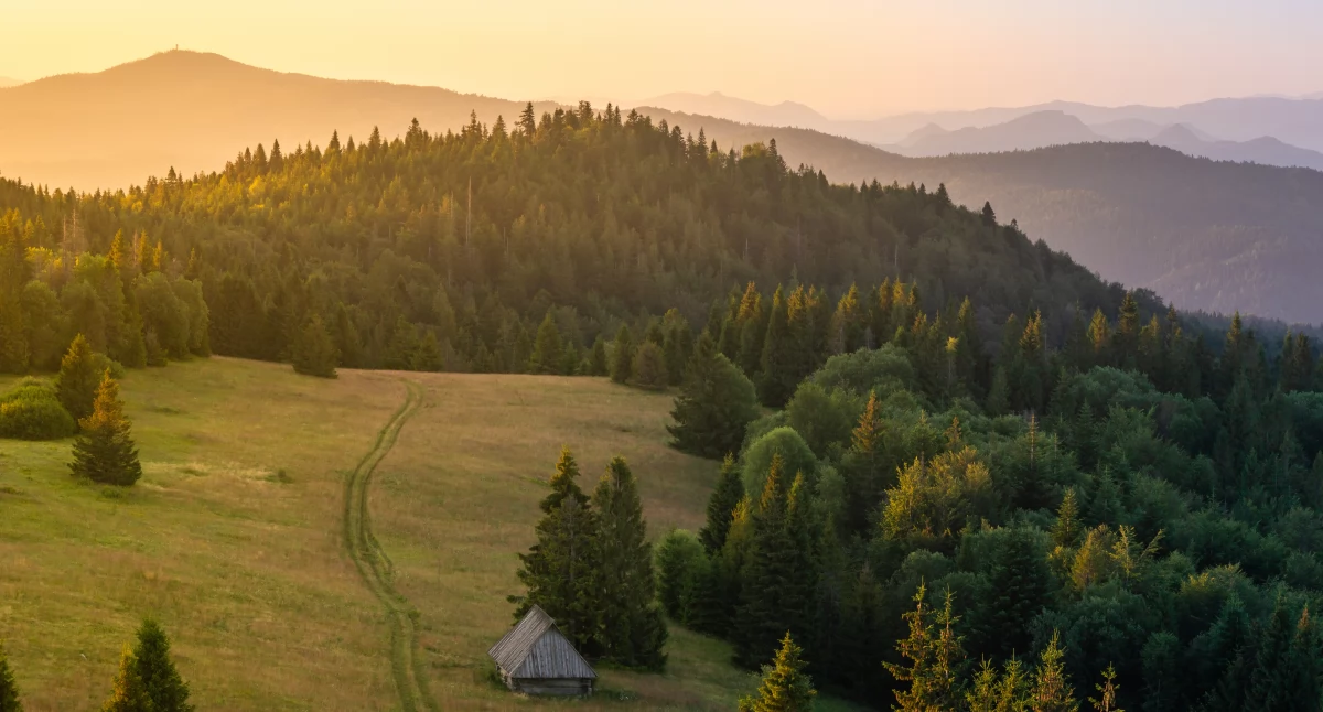 Podszczytowa polana na Magurkach – tutaj warto zostać na dłużej. Odpocząć i cieszyć się górami Fot. Adobe Stock