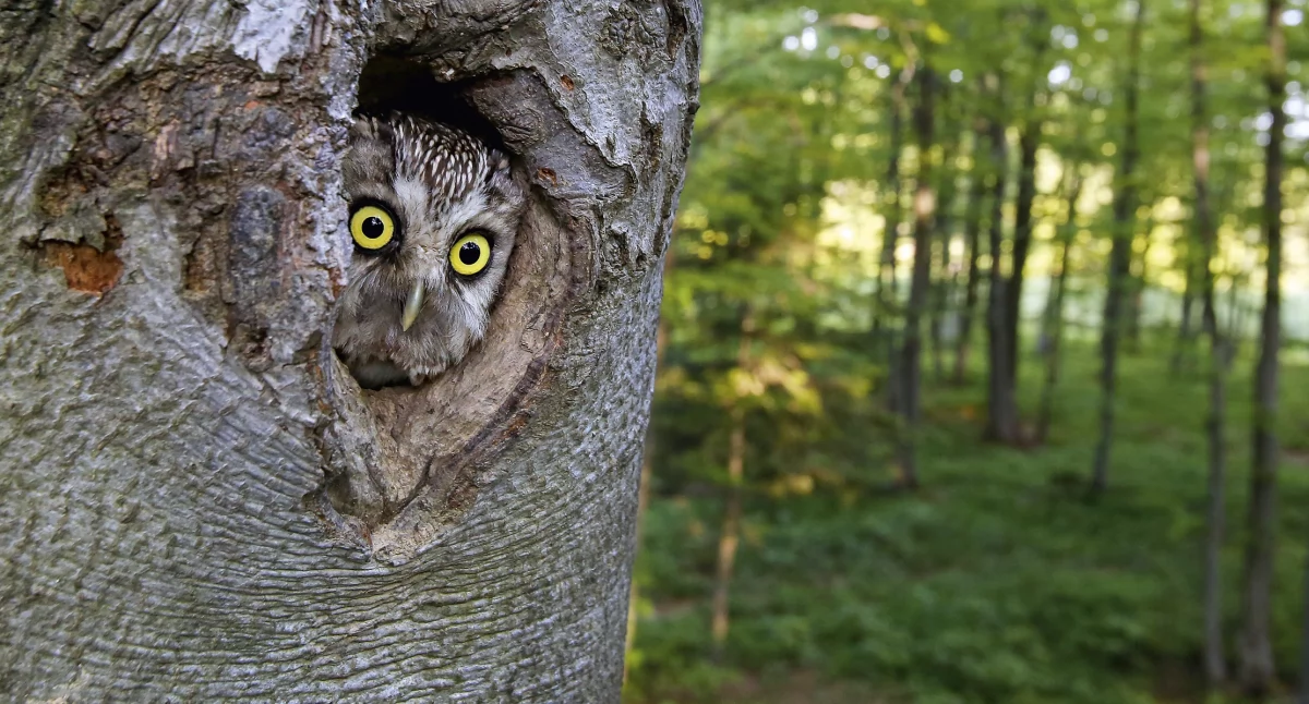 Włochatka w bukowej dziupli fot. Grzegorz Lesniewski