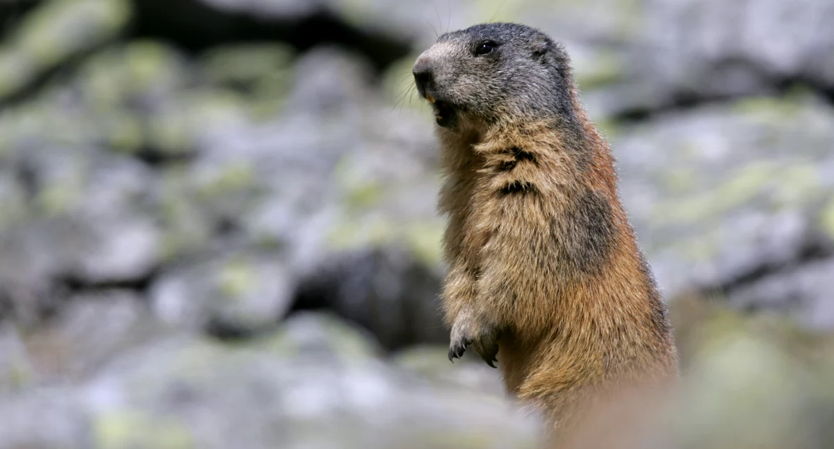 Świstaki można spotkać na wysokogórskich łąkach od końca kwietnia do początku października | Fot. Grzegorz Leśniewski