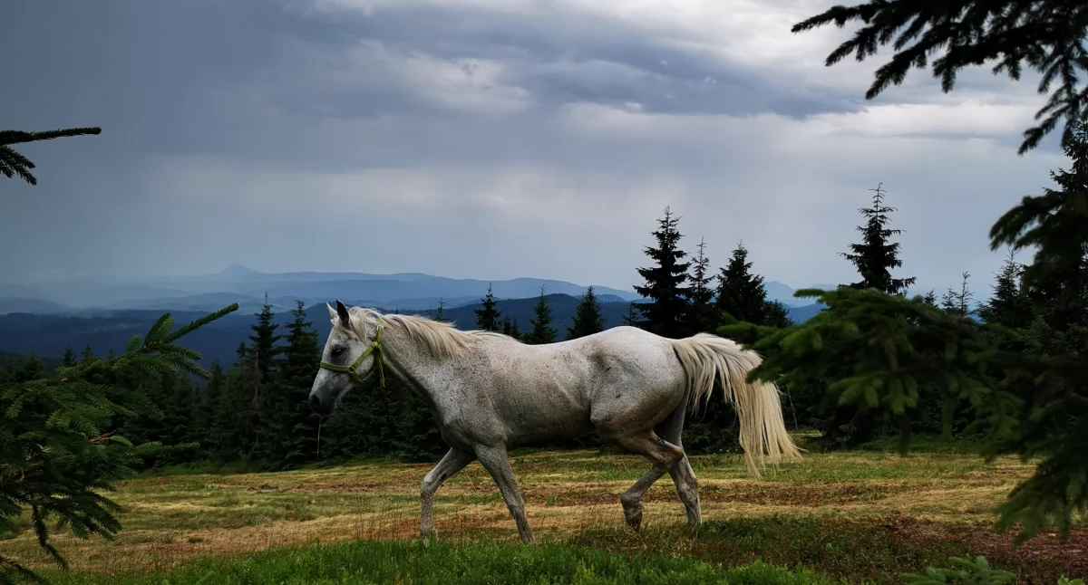 Fot. Marcin Sznajder