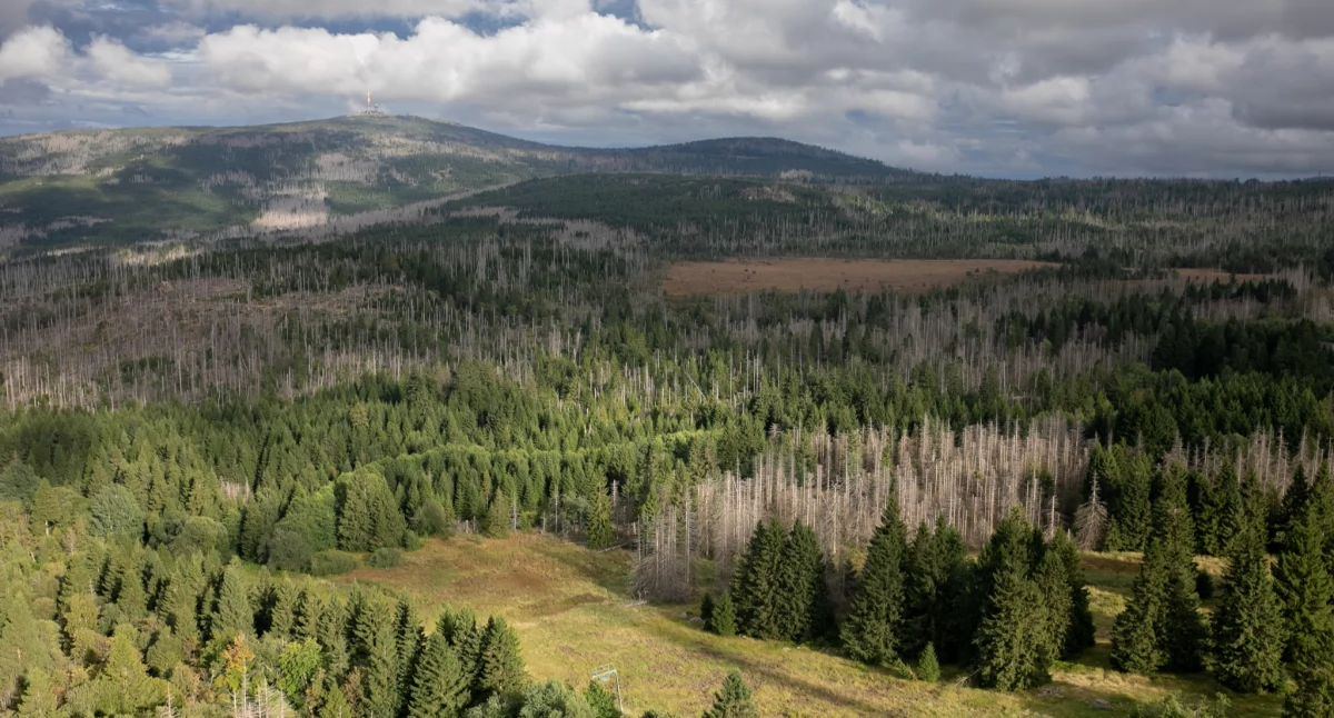 Z wieży widokowej HarzTurm jak na dłoni widać centralną część Harzu: rozległy płaskowyż i górującą nad nim kopułę Brockenu. Rude polany to bezcenne torfowiska wysokie| Fot. Julia Zabrodzka