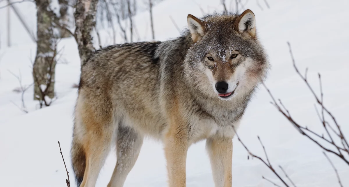 Fot. User:Mas3cf, CC BY-SA 4.0 via Wikimedia Commons