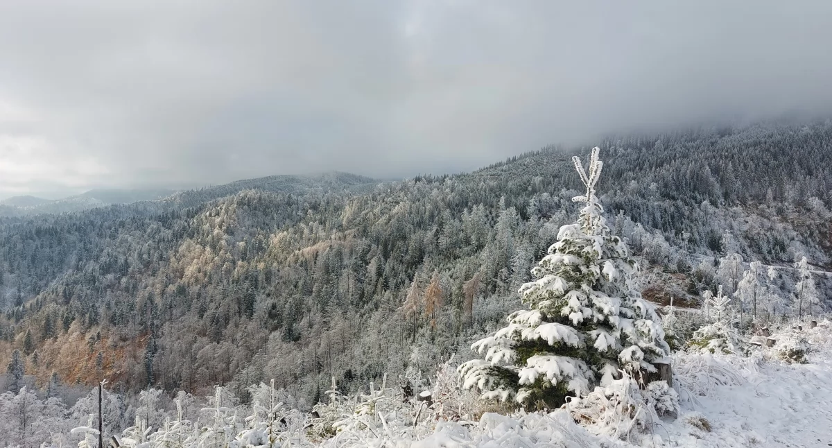 Pasmo Radziejowej w Beskidzie Sądeckim w zimowej aurze.