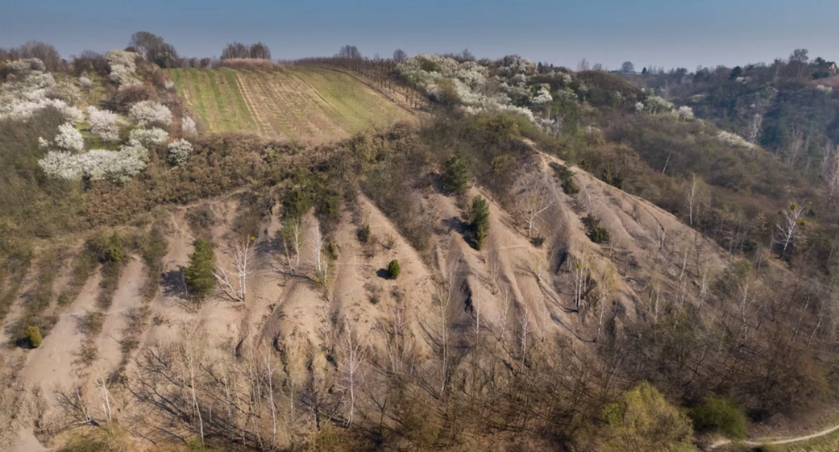 Góry, zwane przez okolicznych mieszkańców pieszczotliwie Pieprzówkami, uważane są za najstarsze w Polsce. Podobnie jak pobliskie Góry Świętokrzyskie liczą 500 milionów lat | Fot. Urząd Miejski w Sandomierzu