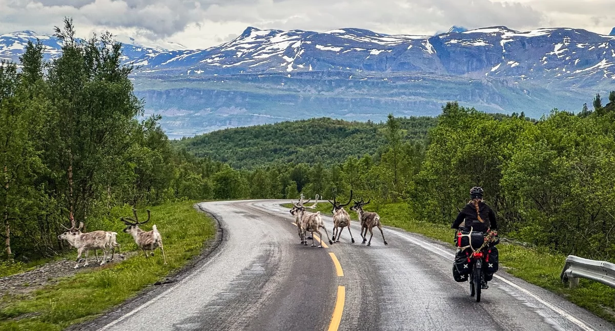 Norweskie drogi przecinane przez biegające renifery