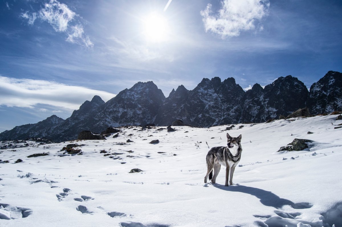 Wilk na tle Tatr. Fot. Adobe Stock