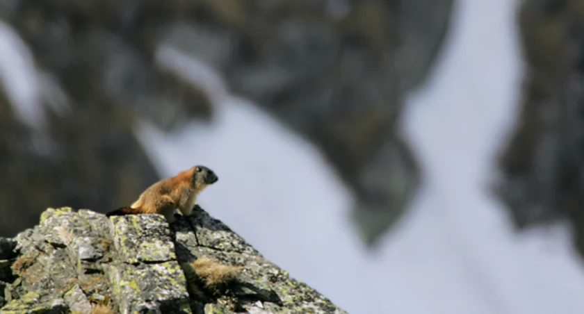 Świstaki można spotkać na wysokogórskich łąkach od końca kwietnia do początku października. Zdjęcie Grzegorz Leśniewski