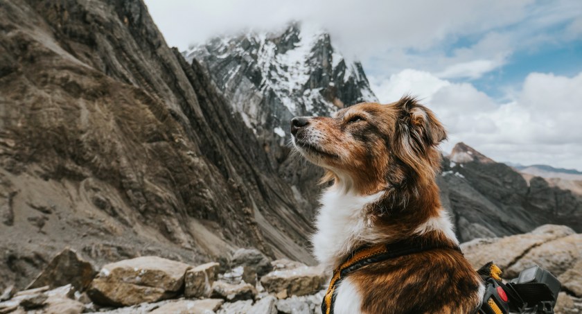 Kundelek Snupi dowodzi, że góry nie są zarezerwowane dla wielkich psów. Zdjęcie z archiwum Piotra Miklaszewskiego Podróże z Pazurem