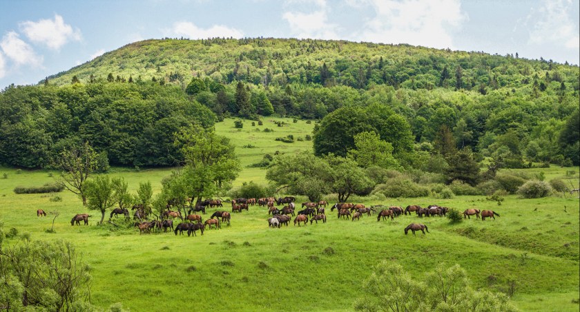 Beskid Niski, konie pasące się na łące w Regietowie. Zdjęcie Michał Parwa