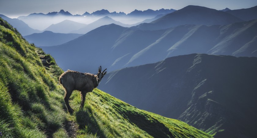 Tatry, dla takiego spotkania warto wejść na Wołowiec z samego rana. Zdjęcie Kuba Witos