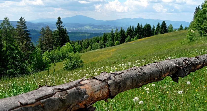 Widok ze szlaku na Babią Górę (1725 m n.p.m.)