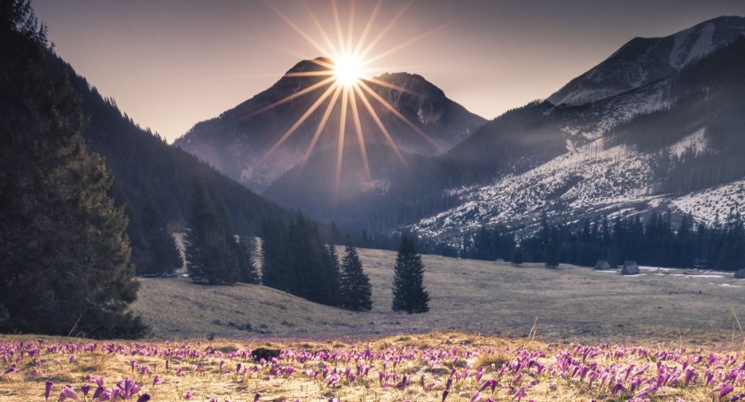 Krokusy na Polanie Chochołowskiej. Zdjęcie Karol Nienartowicz