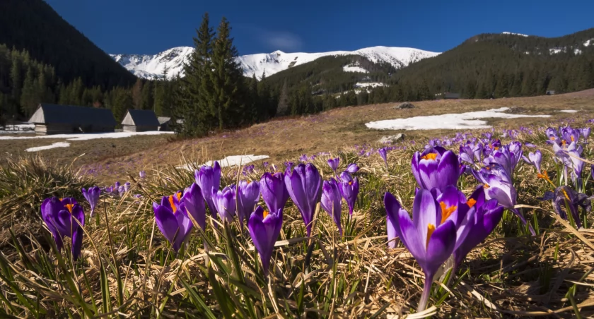 Krokusy w Dolinie Chochołowskiej. Zdjęcie Karol Nienartowicz