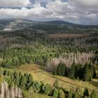 Z wieży widokowej HarzTurm jak na dłoni widać centralną część Harzu:
rozległy płaskowyż...