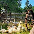 Muzeum Wsi Słowińskiej w Klukach Fot. Aleksandra i Daniel Sienkiewiczowie