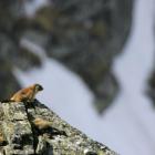 Obserwacje świstaków mogą sprawić wiele przyjemności. Żyją w grupach rodzinnych i są...