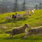 Owce na przysiółku Istebnej, Pieraszonce. Zdjęcie Kuba Polanowski