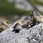 Świstak tatrzański. Zdjęcie Jan Krzeptowski-Sabała