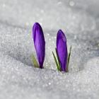  Szafran Spiski Fot. Jan Krzeptowski-Sabała 
