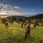 Konie Huculskie Fot. Paweł Uchorczak
