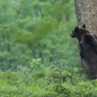 W Bieszczadach żyje najwięcej niedźwiedzi BRunatnych w Polsce  fot. Grzegorz Lesniewski
