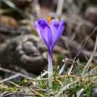   Krokus Fot. Jan Krzeptowski-Sabała  
