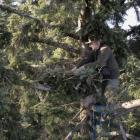 Marian Stój budujący gniazdo orła przedniego w Bieszcxzadach, fot. dronem Tadeusz...