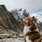 Kundelek Snupi dowodzi, że góry nie są zarezerwowane dla wielkich psów. Zdjęcie z...