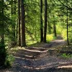 Fragment szlaku niebieskiego z Ptaszkowej na Jaworze, fot. Kacper Szymański