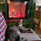 Kot Gacław – naczelny obrońca schroniska | Fot. Agnieszka Polak