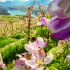 Fot. Trentino