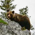 Niedźwiedź brunatny. Zdjęcie Jan Krzeptowski-Sabała