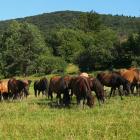 Fot. Anna Deszczycńska