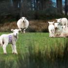 Nowe pokolenie owiec dorasta na farmie niedaleko jeziora Trawsfynydd. Zdjęcie Krzysztof...