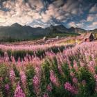 Kwitnąca Wierzbówka Kiprzyca i Kultowy krajobraz z Hali Gąsienicowej w stronę Orlej...