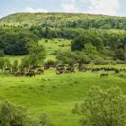 Konie pasące się na łąkach w Regietowie Fot. Michał Parwa