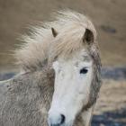 Wyjątkowa uroda koni islandzkich doskonale wpisuje się w krajobraz wyspy. Islandery...