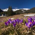 Tatry, krokusy w Dolinie Chochołowskiej. Zdjęcie Karol Nienartowicz