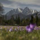 Tatry, nie tylko na Polanie Chochołowskiej można spotkać krokusy. Zdjęcie Agnieszka Tracz