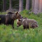 Niedźwiedzie w Tatrach. Zdjęcie Adobe Stock